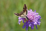 Můra gama (Autographa gamma)