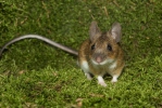 Myšice lesní (Apodemus flavicollis)