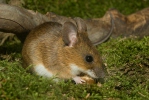 Myšice lesní (Apodemus flavicollis)