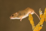Myška drobná