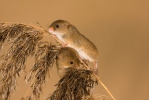 Myška drobná