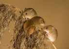 Myška drobná (Micromys minutus)