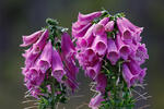 Náprstník červený (Digitalis purpurea)