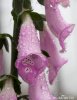 Náprstník červený (Digitalis purpurea)