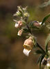 Náprstník vlnatý (Digitalis lanata)