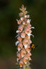 Náprstník vlnatý (Digitalis lanata)