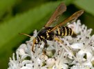 Nesytka (Chamaesphecia sp.)