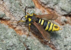 Nesytka sršňová (Sesia apiformis)