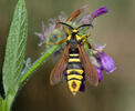 Nesytka sršňová (Sesia apiformis)