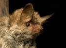 Netopýr řasnatý (Myotis nattereri)