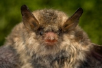 Netopýr řasnatý (Myotis nattereri)