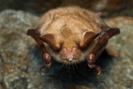 Netopýr velký (Myotis myotis)