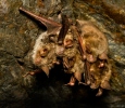 Netopýr velký (Myotis myotis)