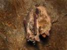 Netopýr velký (Myotis myotis)