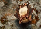 Netopýr velký (Myotis myotis)