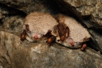 Netopýr vodní (Myotis daubentonii)