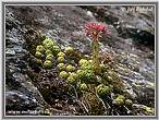 Netřesk (Sempervivum)