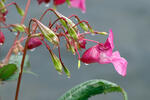 Netýkavka žliazkatá (Impatiens glandulifera)