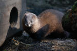 Norek evropský (Mustela lutreola)