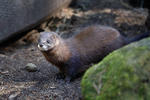 Norek evropský (Mustela lutreola)