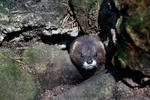 Norek evropský (Mustela lutreola)