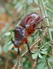 Nosorožík kapucínek (Oryctes nasicornis)