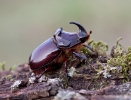 Nosorožík kapucínek (Oryctes nasicornis)