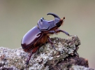 Nosorožík kapucínek (Oryctes nasicornis)