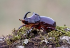 Nosorožík kapucínek (Oryctes nasicornis)