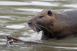 Nutria riečna