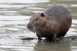 Nutria riečna