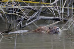 Nutria riečna