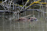 Nutria riečna