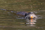 Nutria riečna