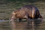 Nutria riečna