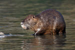 Nutria riečna