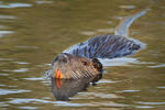 Nutria riečna