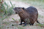 Nutria riečna