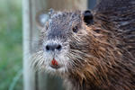 Nutria riečna