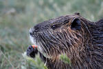 Nutria riečna