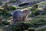 Nutria riečna