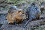 Nutria riečna