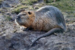 Nutria riečna