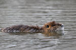 Nutria riečna