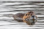 Nutria riečna