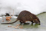 Nutria riečna