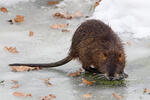 Nutria riečna