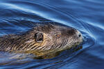 Nutrie říční (Myocastor coypus)