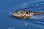 Nutrie říční (Myocastor coypus)