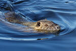 Nutrie říční (Myocastor coypus)